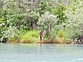 Alaska Wildlife-20